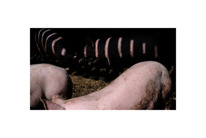 TRAJET#5 – Focus Lauréat·es Une odyssée en terre agricole / Damien Mousseau — Pôle Arts Visuels Pays de la Loire