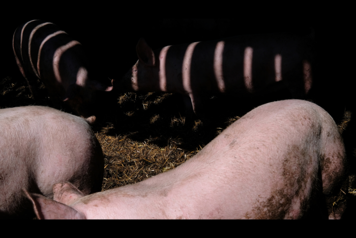 TRAJET#5 – Focus Lauréat·es Une odyssée en terre agricole / Damien Mousseau — Pôle Arts Visuels Pays de la Loire