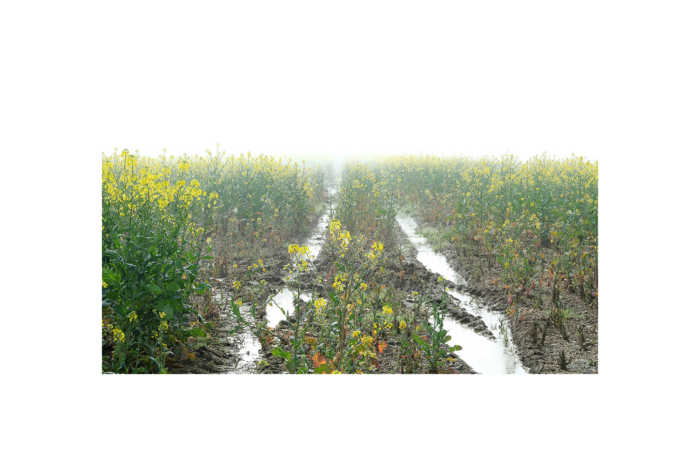 TRAJET#5 – Focus Lauréat·es Une odyssée en terre agricole / Damien Mousseau — Pôle Arts Visuels Pays de la Loire